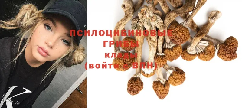 Галлюциногенные грибы Magic Shrooms  купить   Жердевка 